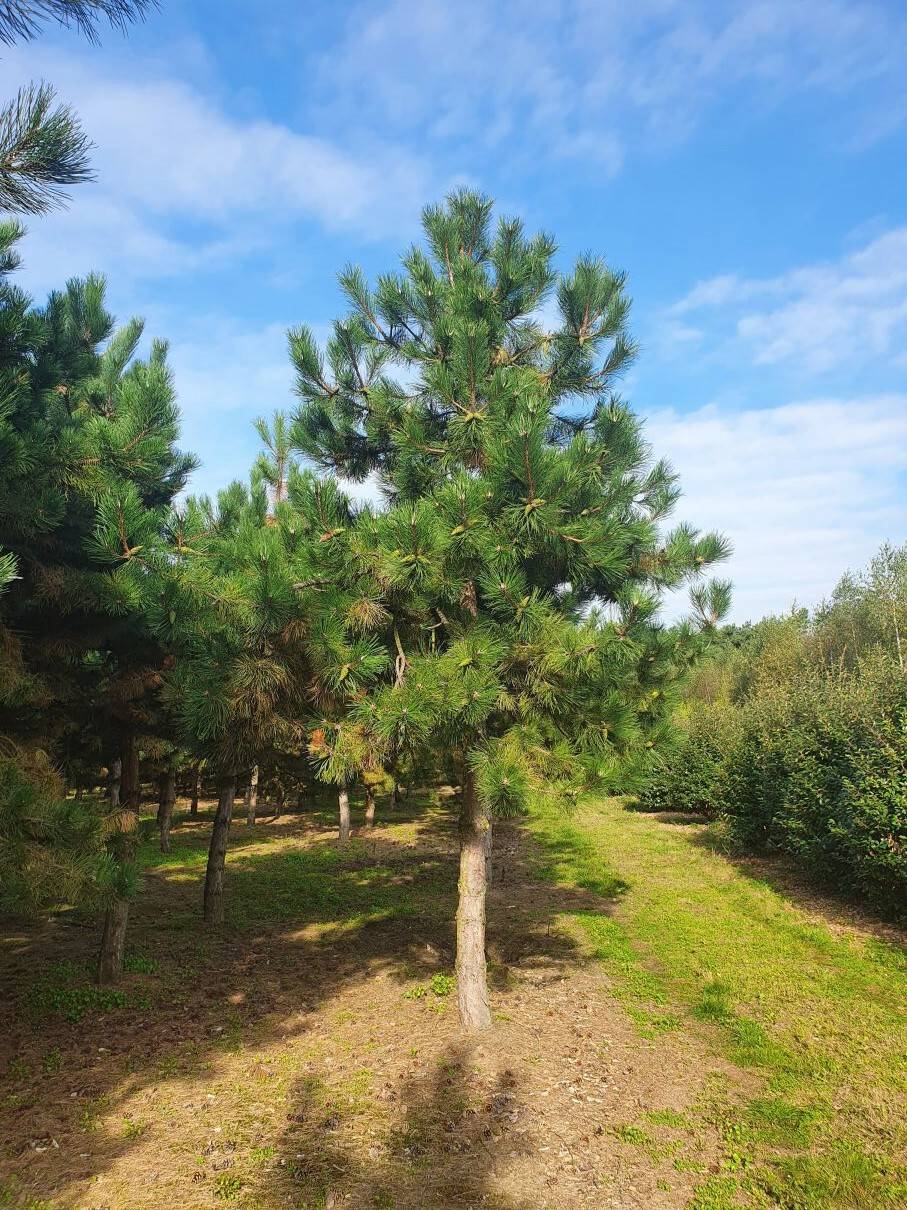 Pinus nigra nigra 40-45 HO